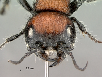 Hadrotilla_helle_SAM-HYM-A022065_head_frontal