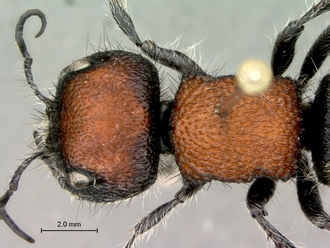 Hadrotilla_helle_SAM-HYM-A022065_head_mesosoma_dorsal