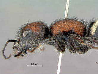 Hadrotilla_helle_SAM-HYM-A022065_head_mesosoma_lateral