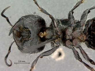 Hadrotilla_helle_SAM-HYM-A022065_head_mesosoma_ventral