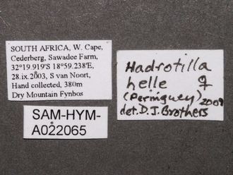 Hadrotilla_helle_SAM-HYM-A022065_labels