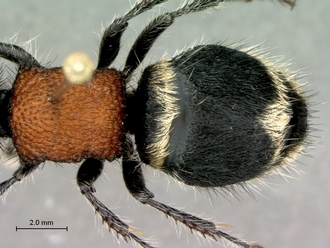 Hadrotilla_helle_SAM-HYM-A022065_mesosoma_metasoma_dorsal
