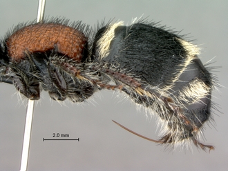 Hadrotilla_helle_SAM-HYM-A022065_mesosoma_metasoma_lateral