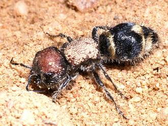 Hadrotilla_species