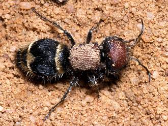 Hadrotilla_species