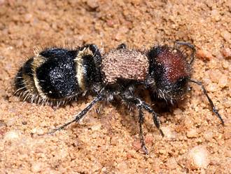Hadrotilla_species