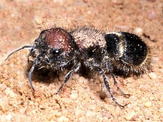 Hadrotilla_species