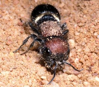 Hadrotilla_species