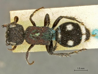 Mutilla_nais_SAM-HYM-A018390_HT_habitus_dorsal