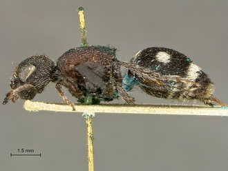 Mutilla_nais_SAM-HYM-A018390_HT_habitus_lateral