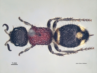 Mutilla_scabrofoveolata Sichel&Radoszkowski female dorsal