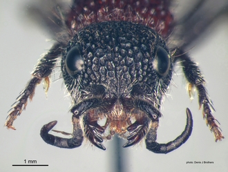 Mutilla_scabrofoveolata Sichel&Radoszkowski female head