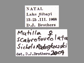 Mutilla_scabrofoveolata Sichel&Radoszkowski female labels