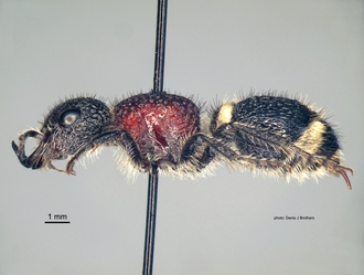 Mutilla_scabrofoveolata Sichel&Radoszkowski female lateral