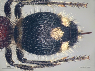 Mutilla_scabrofoveolata Sichel&Radoszkowski female metasoma