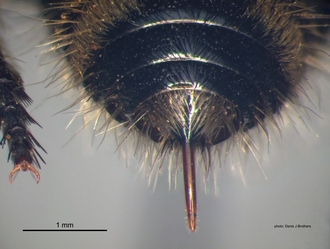 Mutilla_scabrofoveolata Sichel&Radoszkowski female pygidium