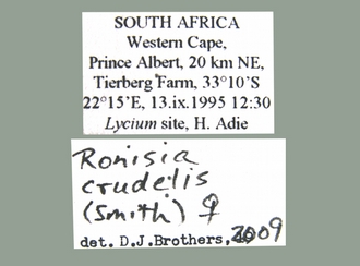 Ronisia crudelis (Smith) F Labels