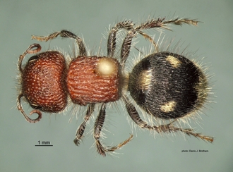 Ronisia crudelis (Smith) F dors