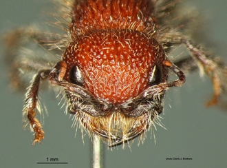 Ronisia crudelis (Smith) F head