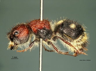 Ronisia crudelis (Smith) F lat