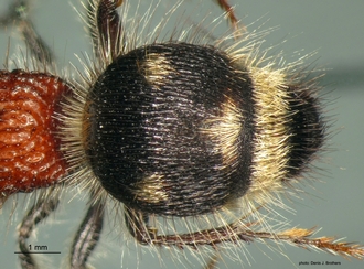 Ronisia crudelis (Smith) F meta