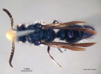 Psammotherma_cyanochroa Andre dorsal