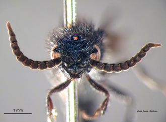 Psammotherma_cyanochroa Andre head