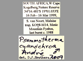 Psammotherma_cyanochroa Andre labels