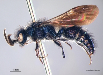 Psammotherma_cyanochroa Andre lateral