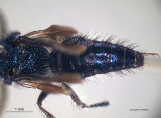Psammotherma_cyanochroa Andre metasoma