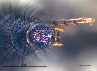 Psammotherma_cyanochroa Andre pygidium