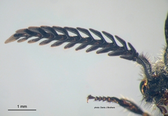 Psammotherma_flabellata (Fabricius) antenna