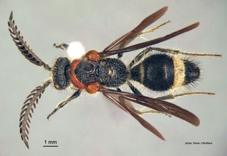Psammotherma_flabellata (Fabricius) dorsal