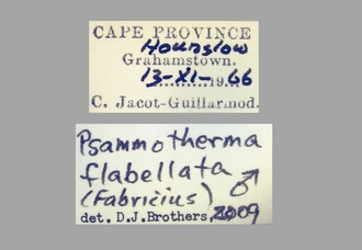 Psammotherma_flabellata (Fabricius) labels