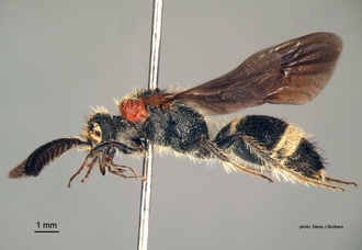 Psammotherma_flabellata (Fabricius) lateral