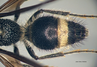Psammotherma_flabellata (Fabricius) metasoma