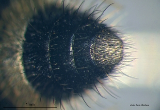 Psammotherma_flabellata (Fabricius) pygidium