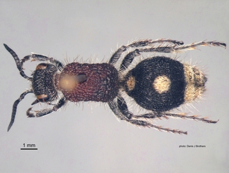 Pseudocephalotilla_beirana Bischoff female dorsal