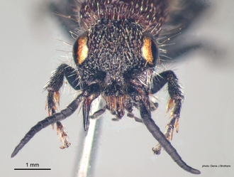 Pseudocephalotilla_beirana Bischoff female head