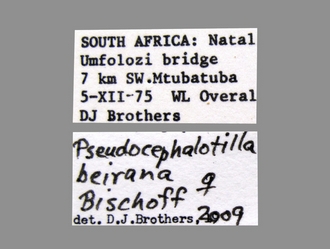 Pseudocephalotilla_beirana Bischoff female labels