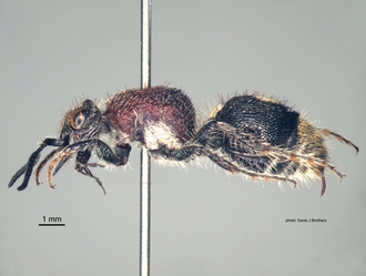 Pseudocephalotilla_beirana Bischoff female lateral