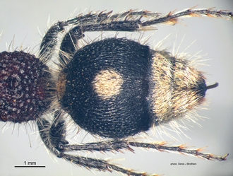 Pseudocephalotilla_beirana Bischoff female metasoma