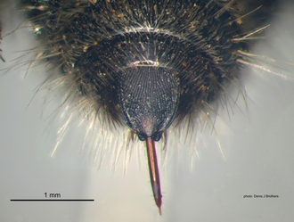 Pseudocephalotilla_beirana Bischoff female pygidium