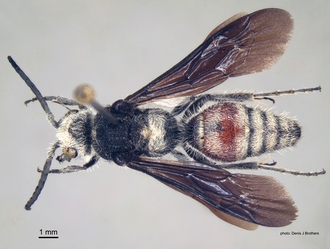 Pseudocephalotilla_beirana Bischoff male dorsal