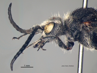 Pseudocephalotilla_beirana Bischoff male head lateral