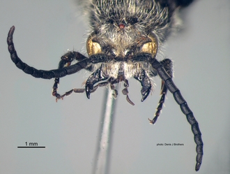Pseudocephalotilla_beirana Bischoff male head