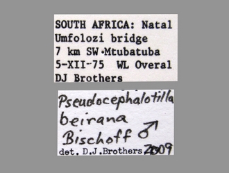 Pseudocephalotilla_beirana Bischoff male labels