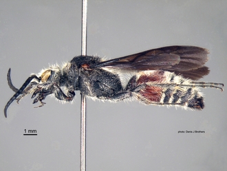 Pseudocephalotilla_beirana Bischoff male lateral