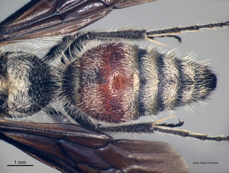 Pseudocephalotilla_beirana Bischoff male metasoma