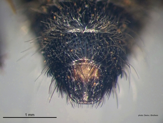 Pseudocephalotilla_beirana Bischoff male pygidium